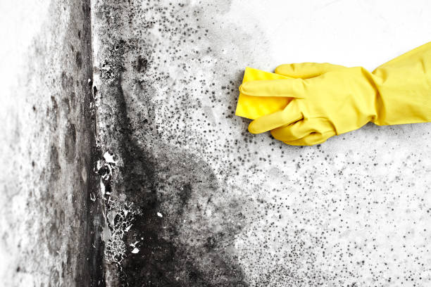 Best Professional Mold Removal  in Wiggins, MS