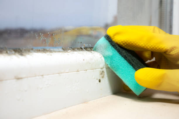 Best Crawl Space Mold Removal  in Wiggins, MS