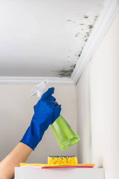 Office Mold Removal Services in Wiggins, MS